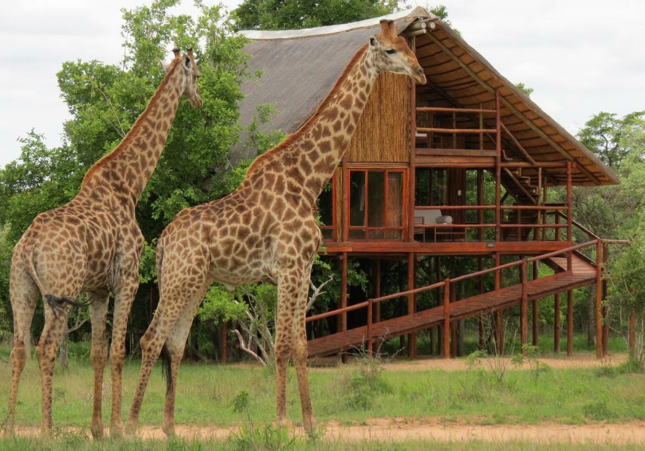 Pezulu Tree House Lodge Hoedspruit Exterior foto